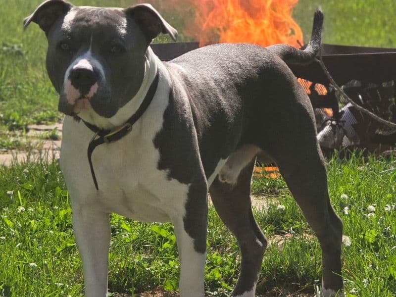 Blue nose Pitbull 2 years 1 month old male medium named Duke for breeding in Simcoe County, Ontario | Petmeetly