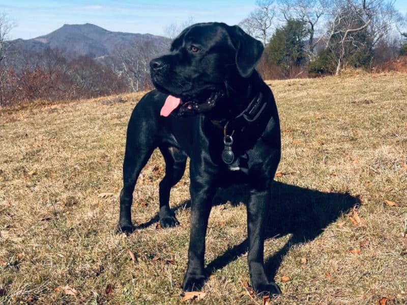 Vhagar primary photo