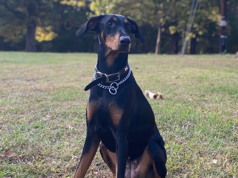 Doberman 3 years 3 months old female large named Nordica for breeding in Alamance County, North Carolina | Petmeetly