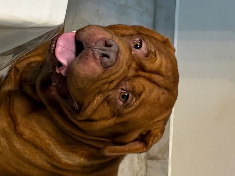 Dogue de Bordeaux 5 years 8 months old male large named Kenzo for breeding in Jaipur Division, Rajasthan | Petmeetly