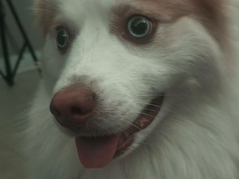 Pomsky 1 year 2 months old male large named Teddy for sale in Bronx County, New York | Petmeetly