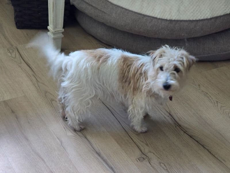 Jack Russell Terrier 2 years 6 months old female small named Hana for breeding in Berks County, Pennsylvania | Petmeetly