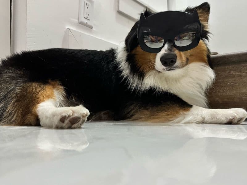 Corgi 3 years 7 months old male small named Bruno for breeding in Palm Beach County, Florida | Petmeetly