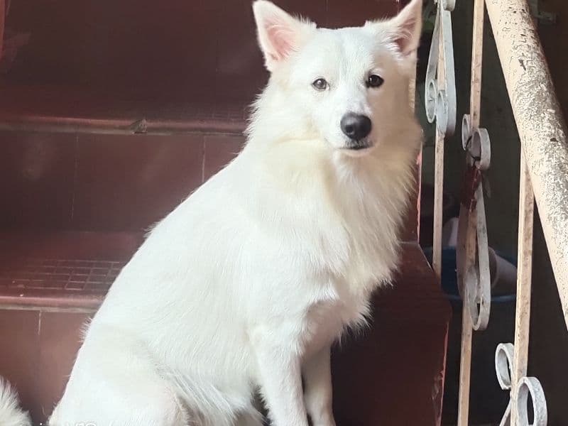 Pomeranian 3 years 2 months old male medium named Charlie for breeding | Petmeetly