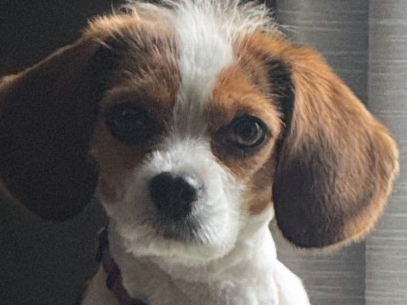 Isabella primary photo