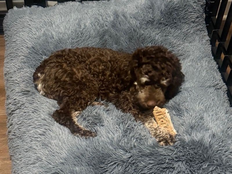 Cockapoo 1 year 8 months old male small named Kelo for breeding in Madison County, Alabama | Petmeetly