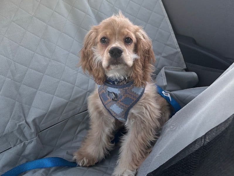 American Cocker Spaniel 6 months old male medium named Benny for breeding in Lackawanna County, Pennsylvania | Petmeetly