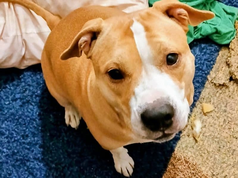 American PitBull Terrier 2 years old female medium named Piper for adoption in Vigo County, Indiana | Petmeetly