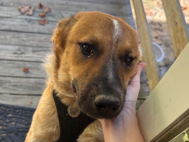 Texas Heeler 7 months old male medium named Cline for breeding in Rhea County, Tennessee | Petmeetly