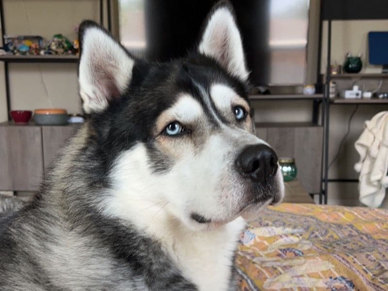 Alaskan Husky 8 years 4 months old male large named Mose for breeding in Escambia County, Florida | Petmeetly