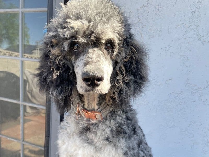 Duchess primary photo