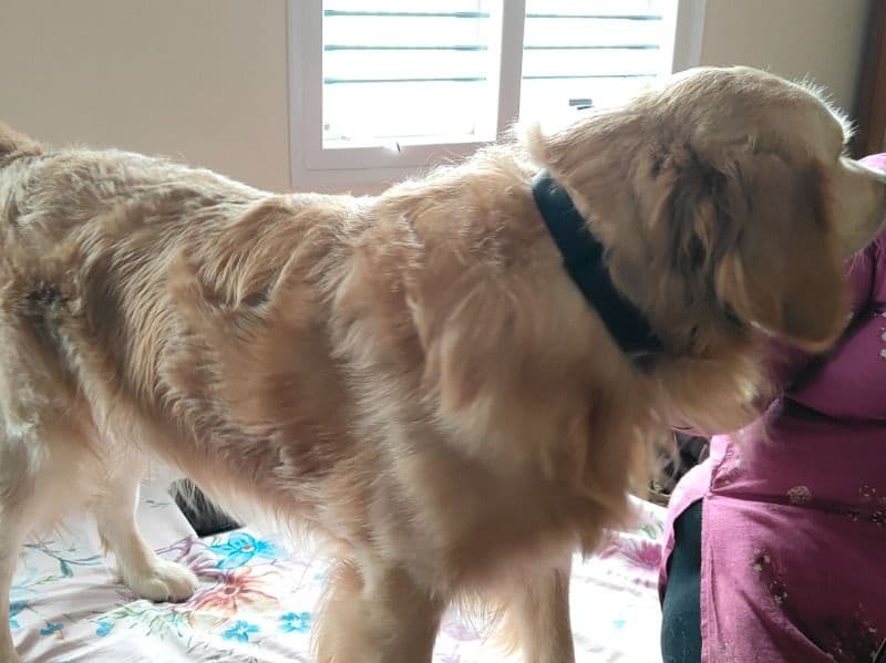 Golden Retriever Corgi 1 year 10 months old male large named Jessie for breeding in Bangalore Division, Karnataka | Petmeetly