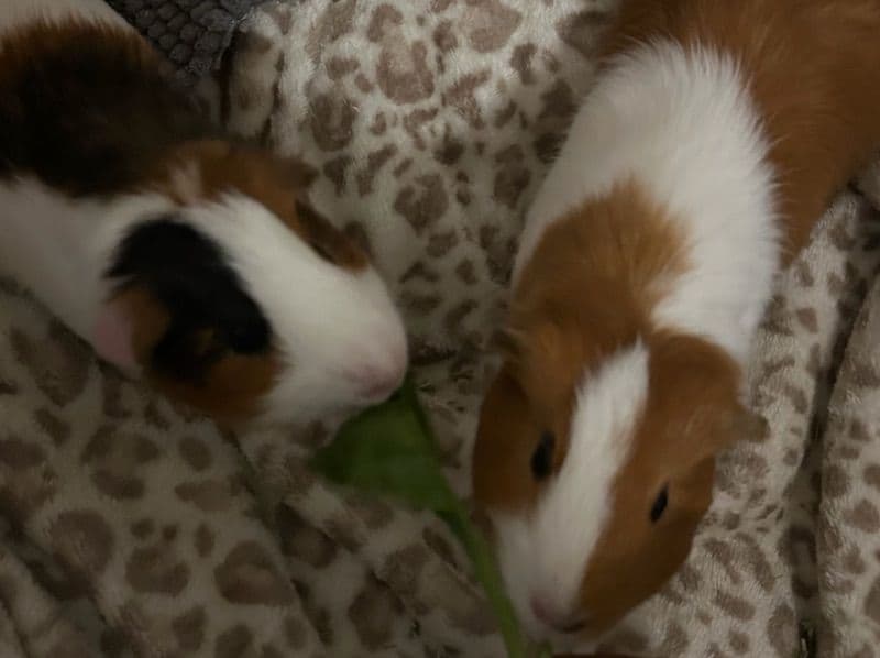 Hazel & Ivy - Guinea Pig | Petmeetly