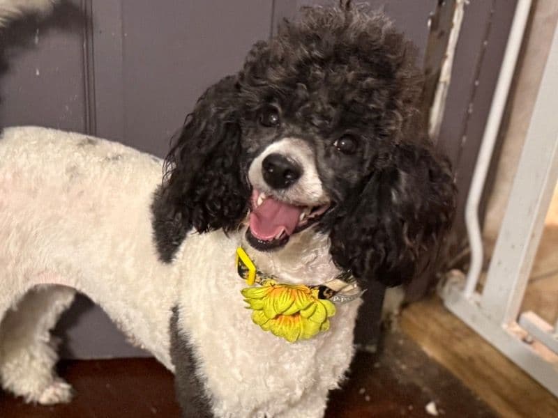 Miniature Poodle 2 years 7 months old female small named Mollie for breeding in Union County, New Jersey | Petmeetly