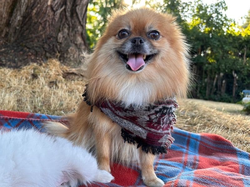 Pomeranian 7 years old female small named Mia for breeding in Marion County, Oregon | Petmeetly