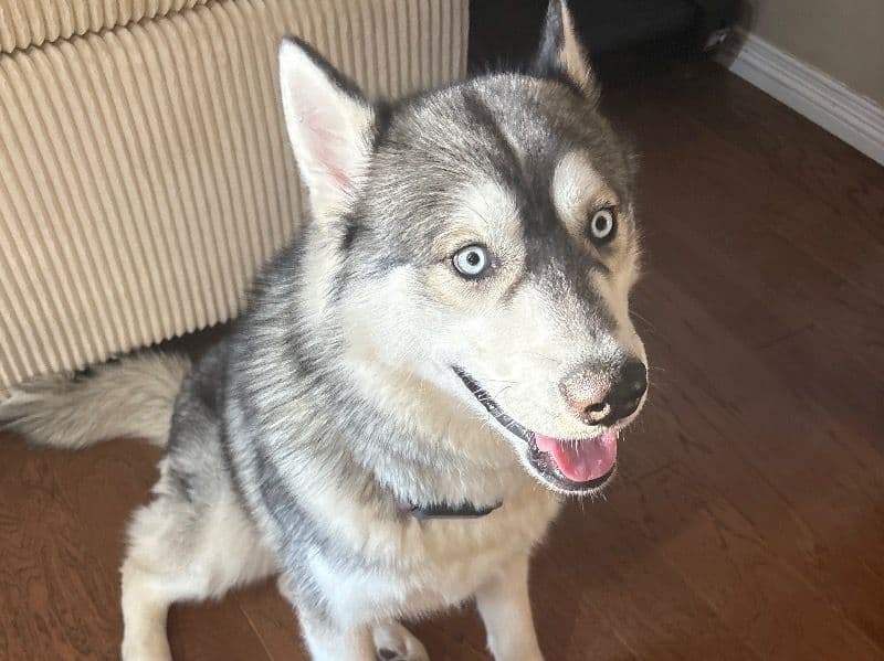 Siberian Husky 1 year 4 months old male medium named Aspen for breeding in El Paso County, Colorado | Petmeetly