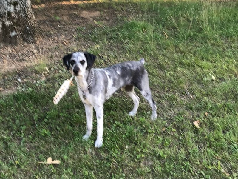 Aussiedoodle 5 years 10 months old female medium named Merle for breeding in Adair County, Missouri | Petmeetly