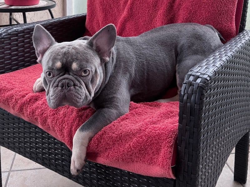 French Bulldog 2 years old male medium named Louie for breeding in Collier County, Florida | Petmeetly