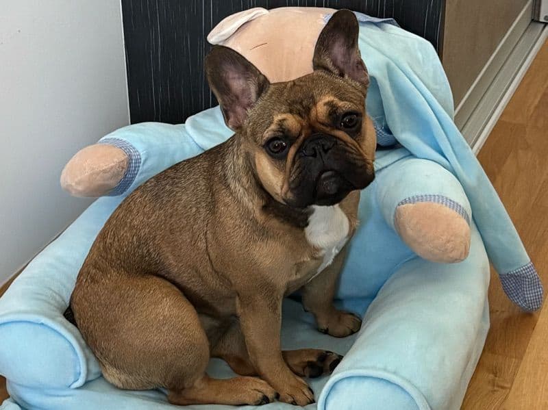 French Bulldog 8 months old female medium named Lily for breeding | Petmeetly