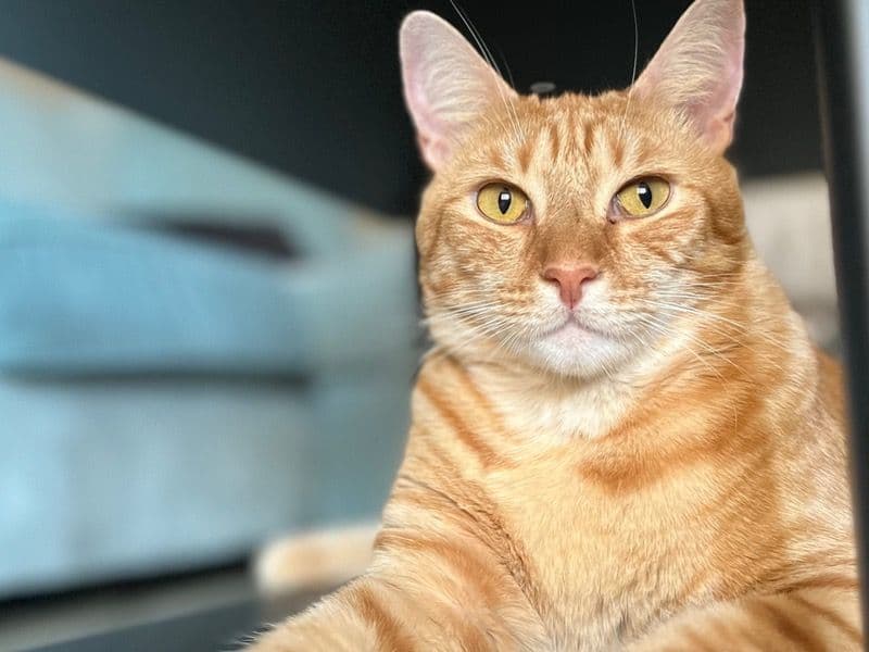 Domestic Shorthair 8 years 4 months old male named Sugar Bear (sugar) for adoption in Volusia County, Florida | Petmeetly