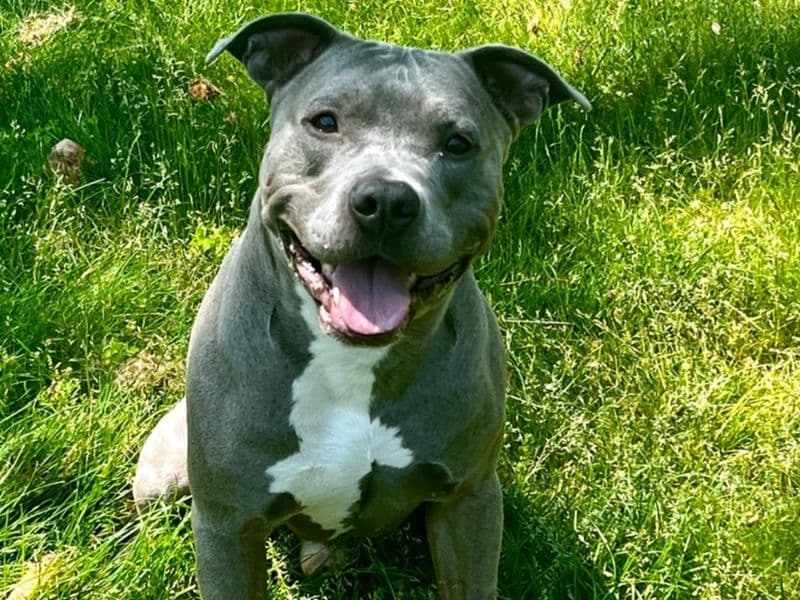 American PitBull Terrier 6 years 6 months old male large named Bruce for breeding in Winnebago County, Illinois | Petmeetly