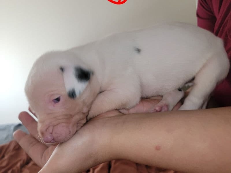 Great Dane 1 month old female extra large named Blanca Born 1/1/2026 for sale in Dallas County, Texas | Petmeetly