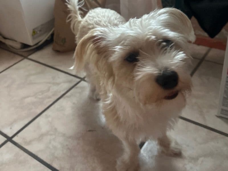 Jack Russell Terrier 1 year 11 months old male medium named Milo for breeding in Riverside County, California | Petmeetly