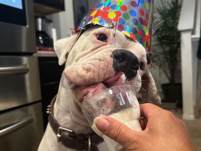 Boxer 1 year 3 months old male large named Milo for breeding in Colorado | Petmeetly