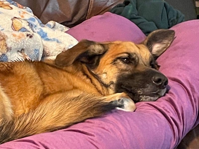 Belgian Malinois 3 years 11 months old male large named Richard for breeding in Latah County, Idaho | Petmeetly