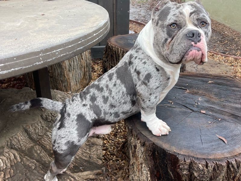 American Pocket Bully 4 years 5 months old male large named Chunk for breeding in Tulare County, California | Petmeetly