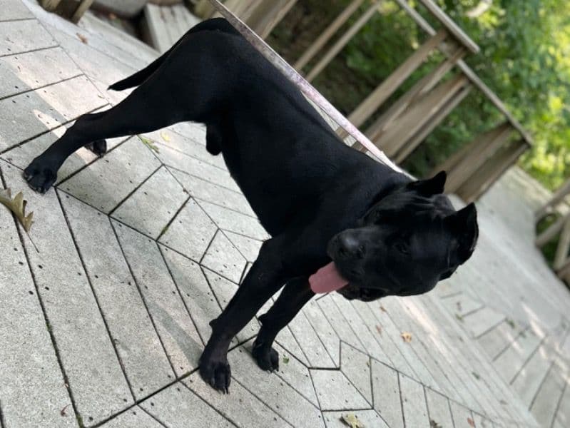 Presa Canario 1 year 7 months old male extra large named Diablo for breeding in Lucas County, Ohio | Petmeetly