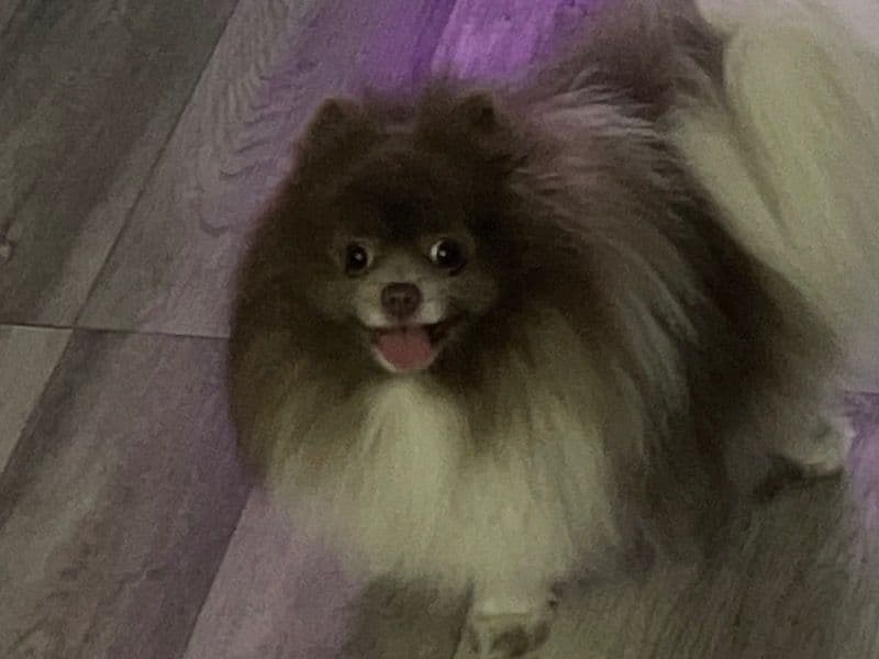 Pomeranian 3 years 9 months old male small named Leo for breeding in Bronx County, New York | Petmeetly
