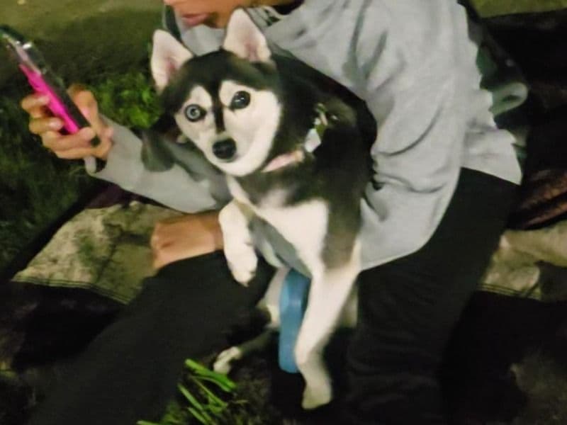 Alaskan Klee Kai 3 years 10 months old female small named Mercy for breeding in Hampden County, Massachusetts | Petmeetly