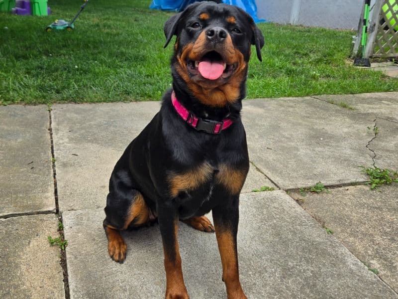 Rottweiler 2 years 10 months old female medium named Pebbles for breeding in Genesee County, Michigan | Petmeetly