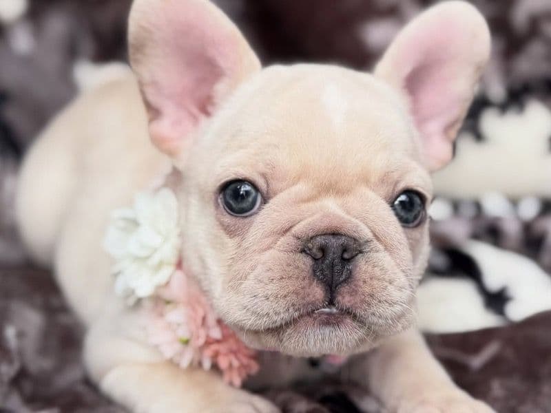 Coco - French Bulldog | Petmeetly
