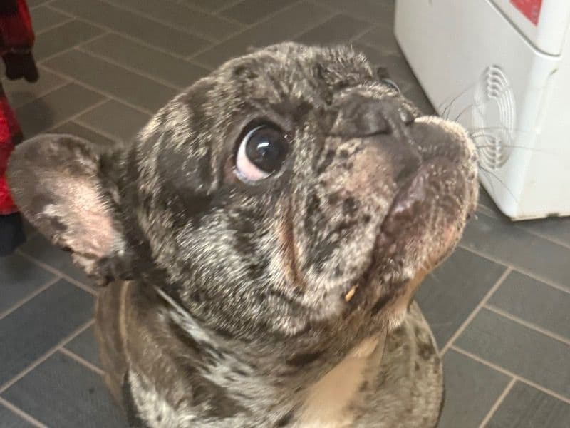 French Bulldog 3 years 10 months old female medium named Bella for breeding in Merseyside, England | Petmeetly