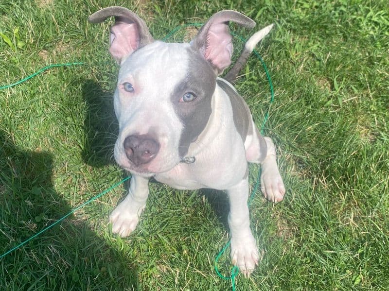 Blue nose Pitbull 1 year 10 months old male large named Koa for breeding in Cuyahoga County, Ohio | Petmeetly