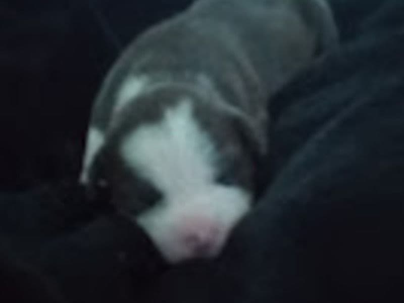 American Bully 1 month old male small named Lucky for adoption in Scott County, Iowa | Petmeetly