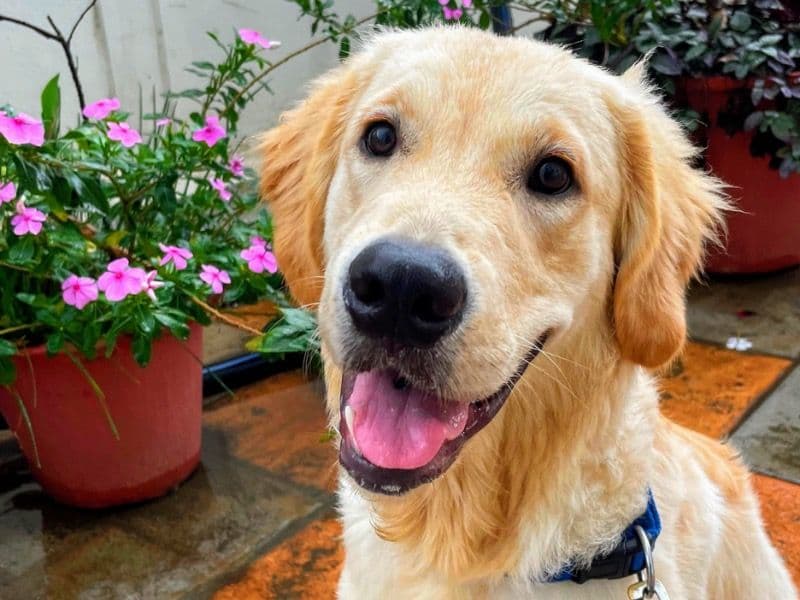 English Golden Retriever 1 year 10 months old male medium named Aari for breeding in Bangalore Division, Karnataka | Petmeetly