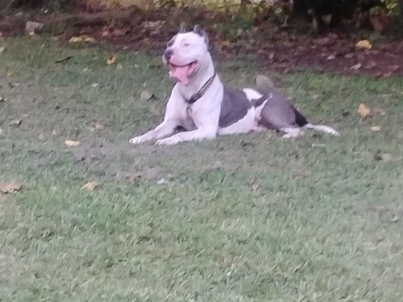 American PitBull Terrier 5 years 3 months old male medium named Two Face for breeding in Rapides Parish, Louisiana | Petmeetly