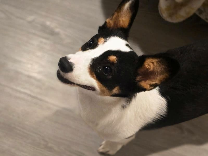Corgi 1 year 1 month old female medium named Bella for breeding in Lake County, Florida | Petmeetly