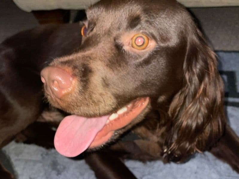 English Cocker Spaniel 1 year 4 months old male medium named Hugo for breeding in Lincolnshire, England | Petmeetly