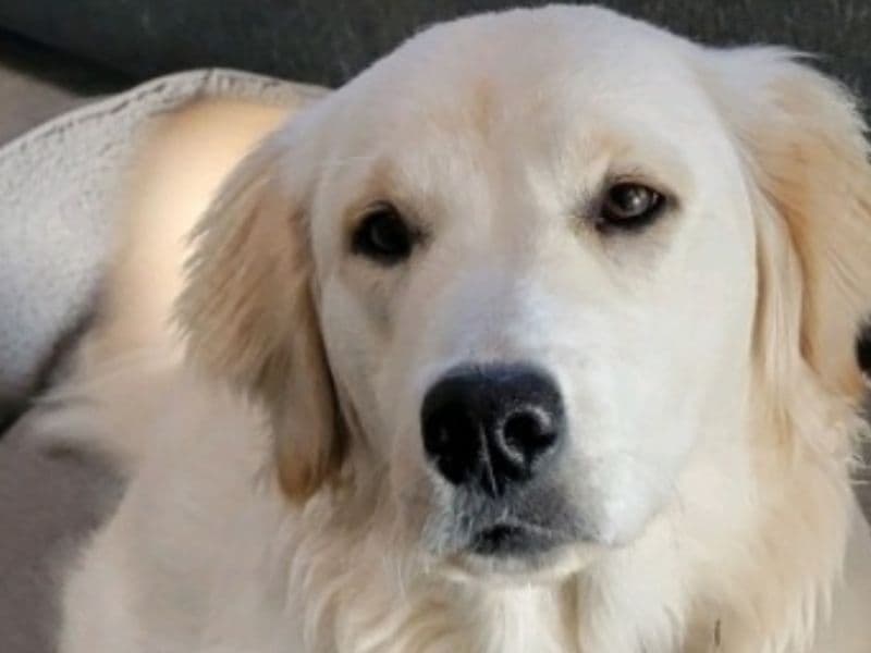 English Golden Retriever 3 years 4 months old female medium named Luna for breeding in Newman, California | Petmeetly