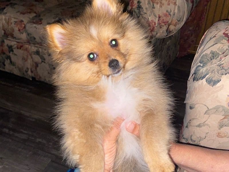 Princess - Pomeranian | Petmeetly