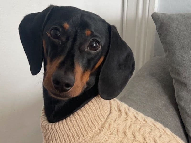 Dachshund 1 year 1 month old male small named Milo for breeding in Merseyside, England | Petmeetly