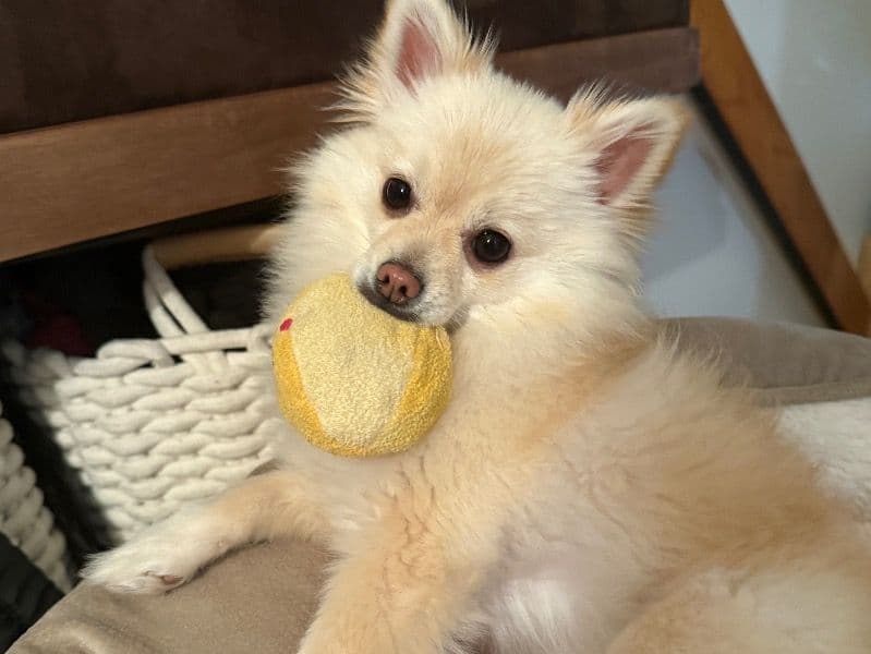 Pomeranian 3 years 4 months old female small named Foxy for breeding in Wellington County, Ontario | Petmeetly