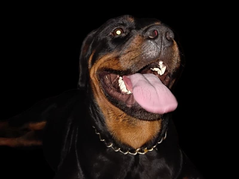 Falcon primary photo