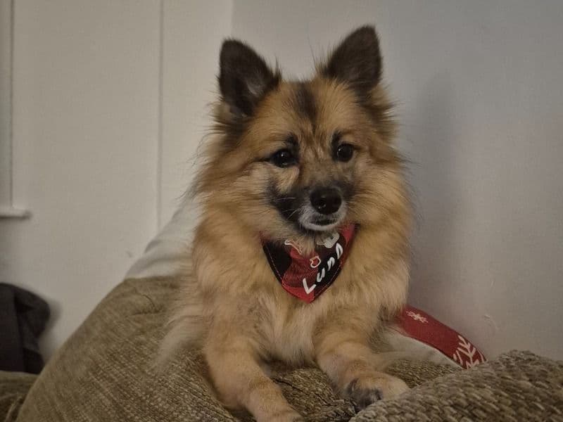 Pomeranian 7 years 2 months old female small named Luna for breeding in Merseyside, England | Petmeetly