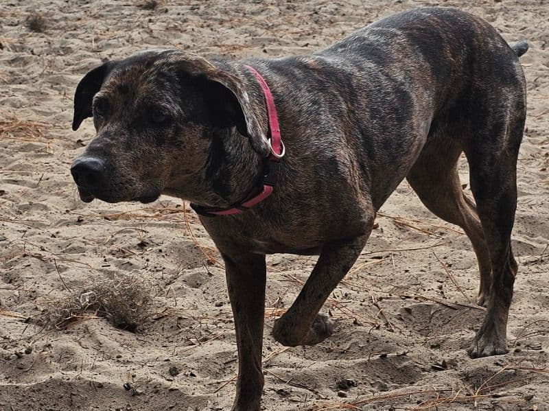 Catahoula Leopard Dog 4 years 2 months old female medium named Ezri for breeding in Orange County, Florida | Petmeetly