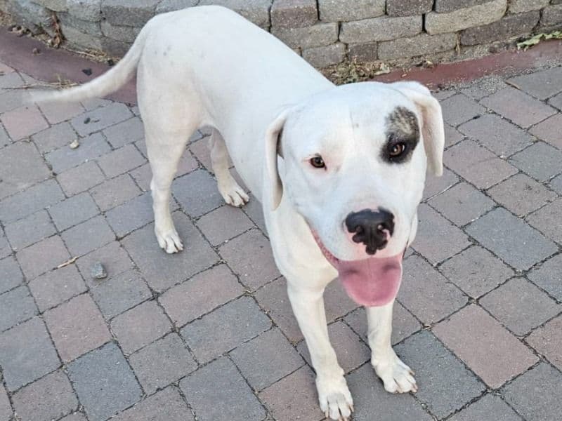 Dogo Argentino 2 years 7 months old male large named Rocko for breeding in Washoe County, Nevada | Petmeetly